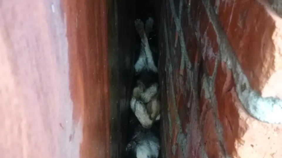 ГКУ МО "Мособлпожспас"