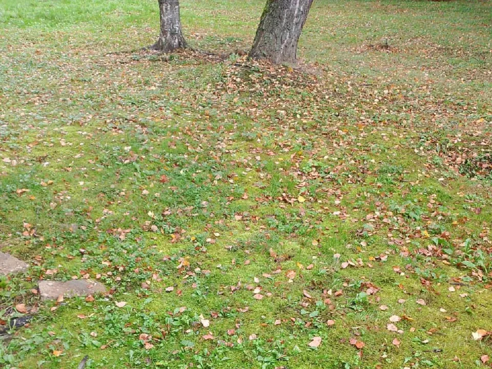 Фото: администрация м.о. Лотошино