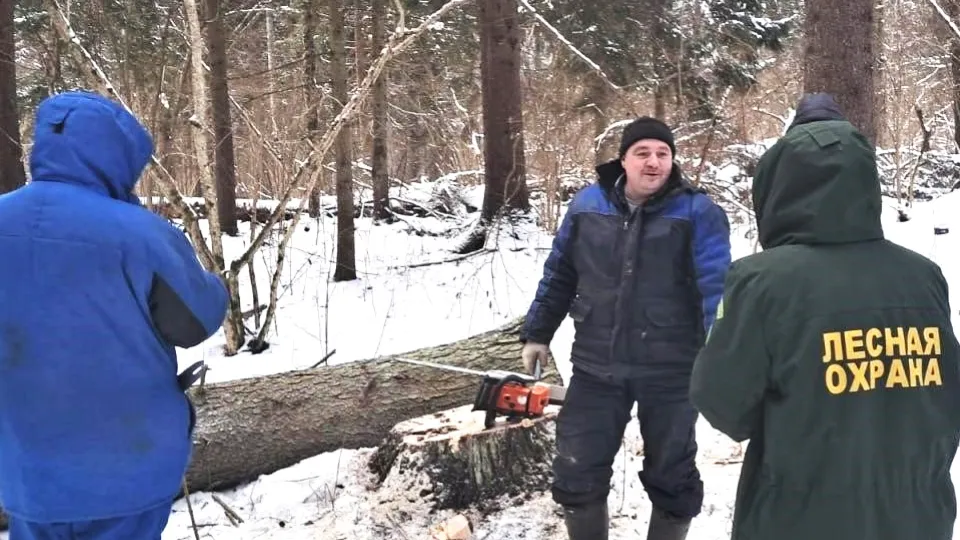 Фото: Комитет лесного хозяйства Московской области