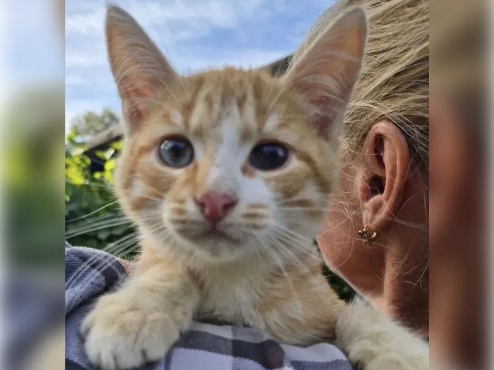 Фото: городская доска объявлений