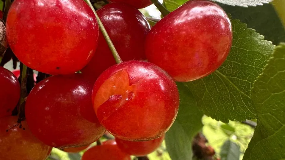 Фото: t.me/museumGorki