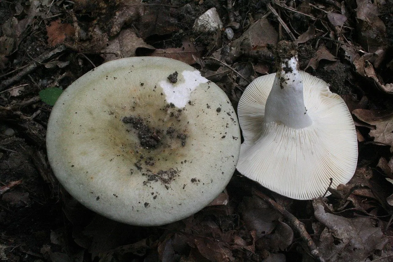 Сыроежка разнолистная (Russula heterophylla)