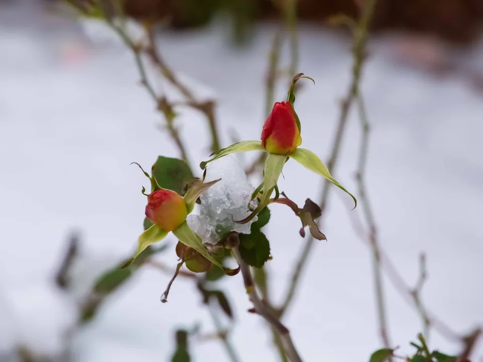 Фото: istockphoto.com/Olga Babchenko