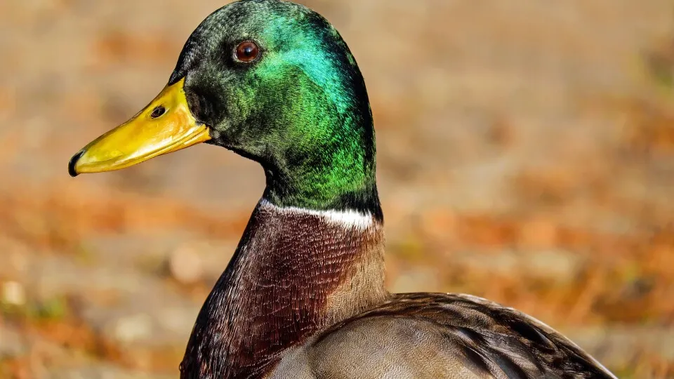 Фото: pxhere.com