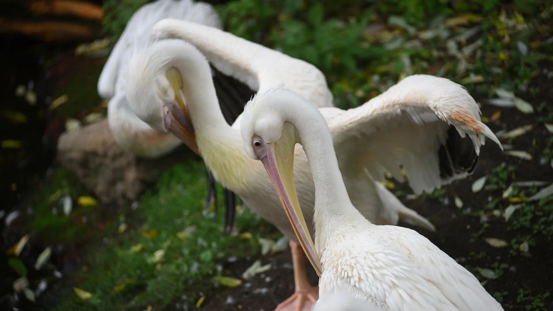 медиасток.рф