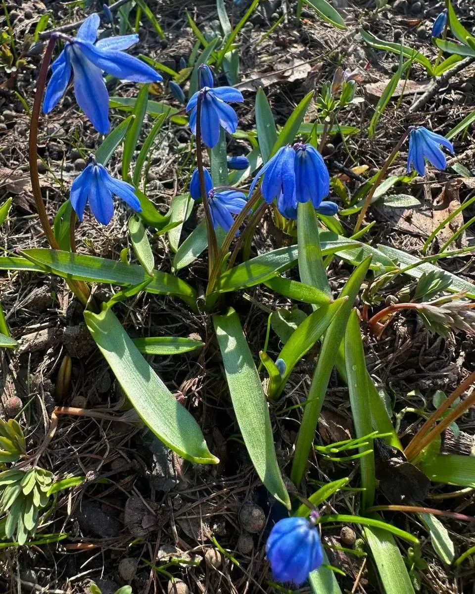 музей-заповедник «Горки Ленинские»