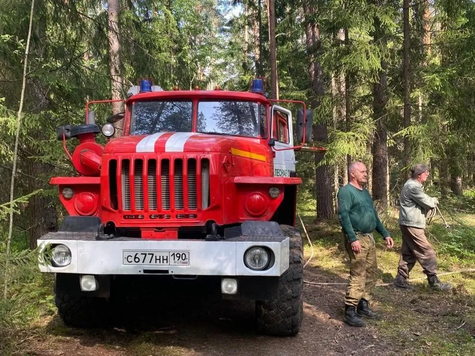 Фото: Комитет лесного хозяйства Московской области