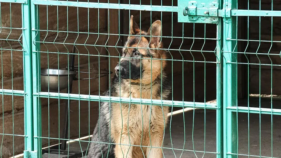 Фото: istockphoto.com/Iryna Zhdanova