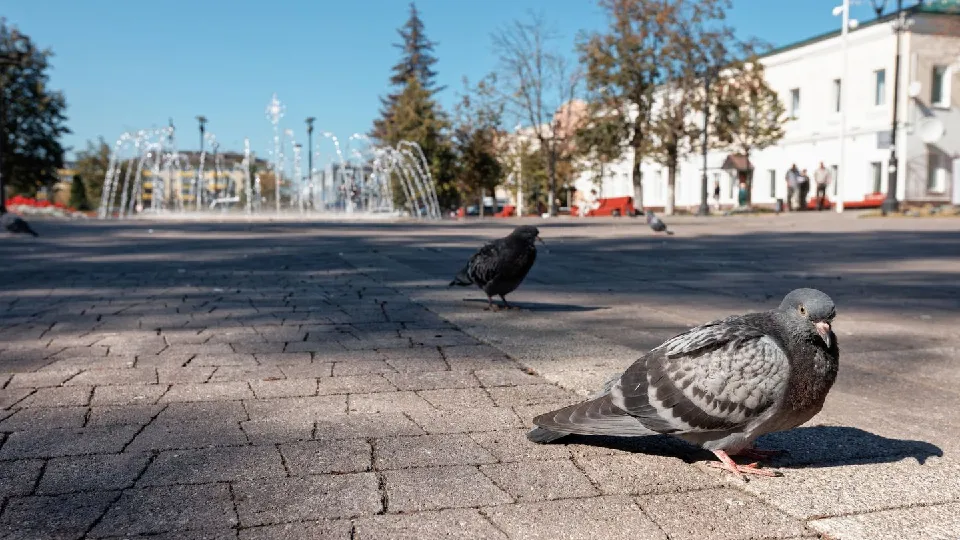 Фото: медиасток.рф