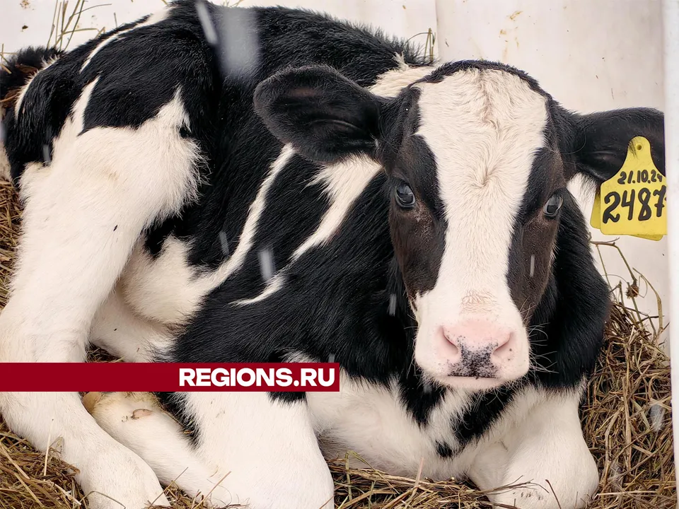 Фото: REGIONS/Елена Катасонова