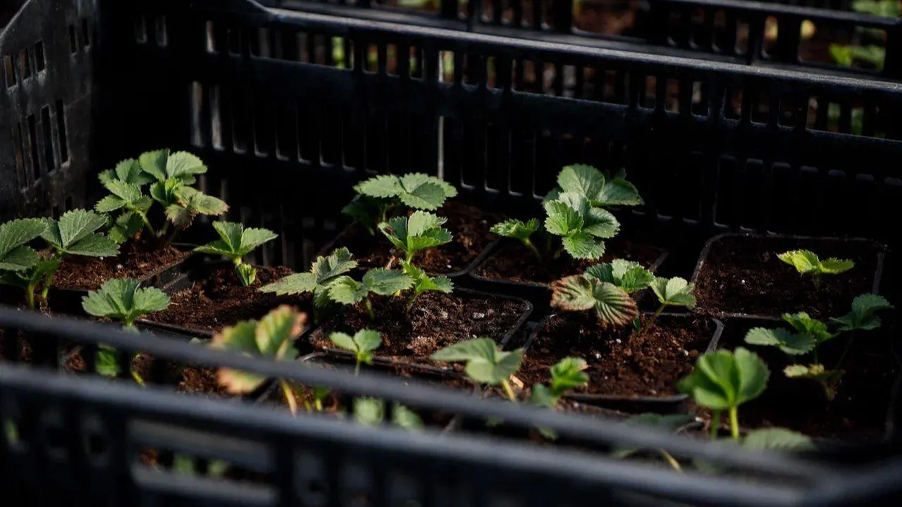 REGIONS/Наталья Надточая