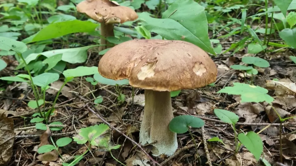 Фото: REGIONS/Наталия Надточая