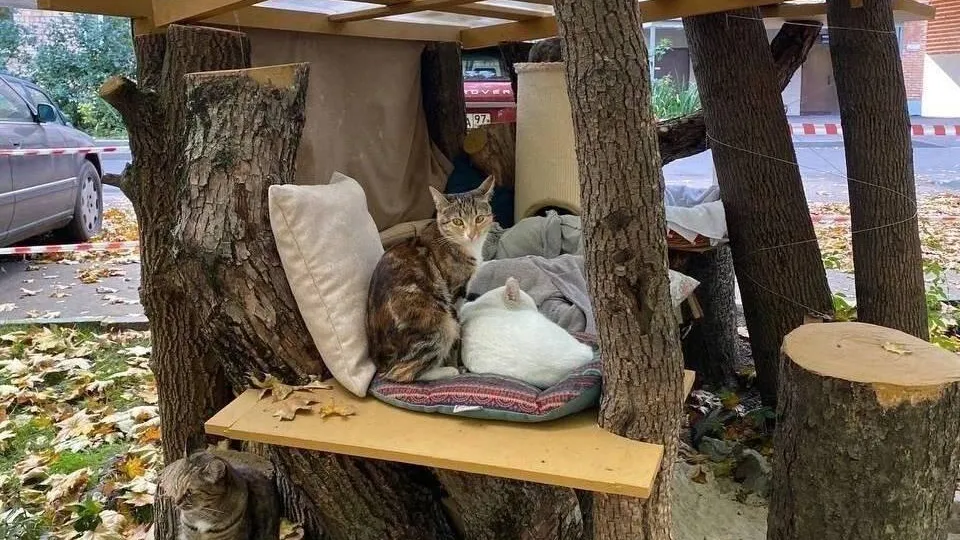 Фото: паблик «Подслушано | Видное (18+)»/https://t.me/Podslushano_Vidnoe/12639