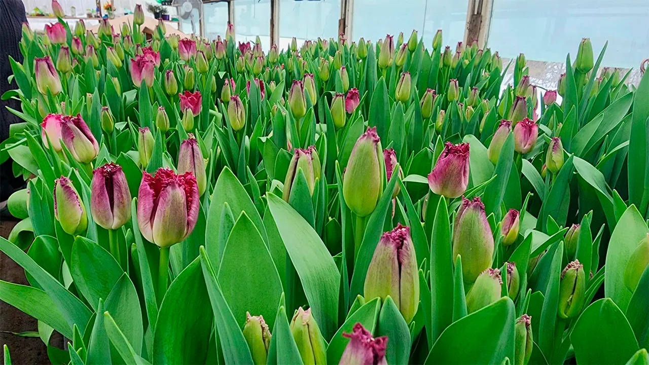 Станислав Орлов