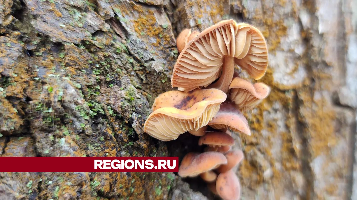 Фото: Андрей Семибратов