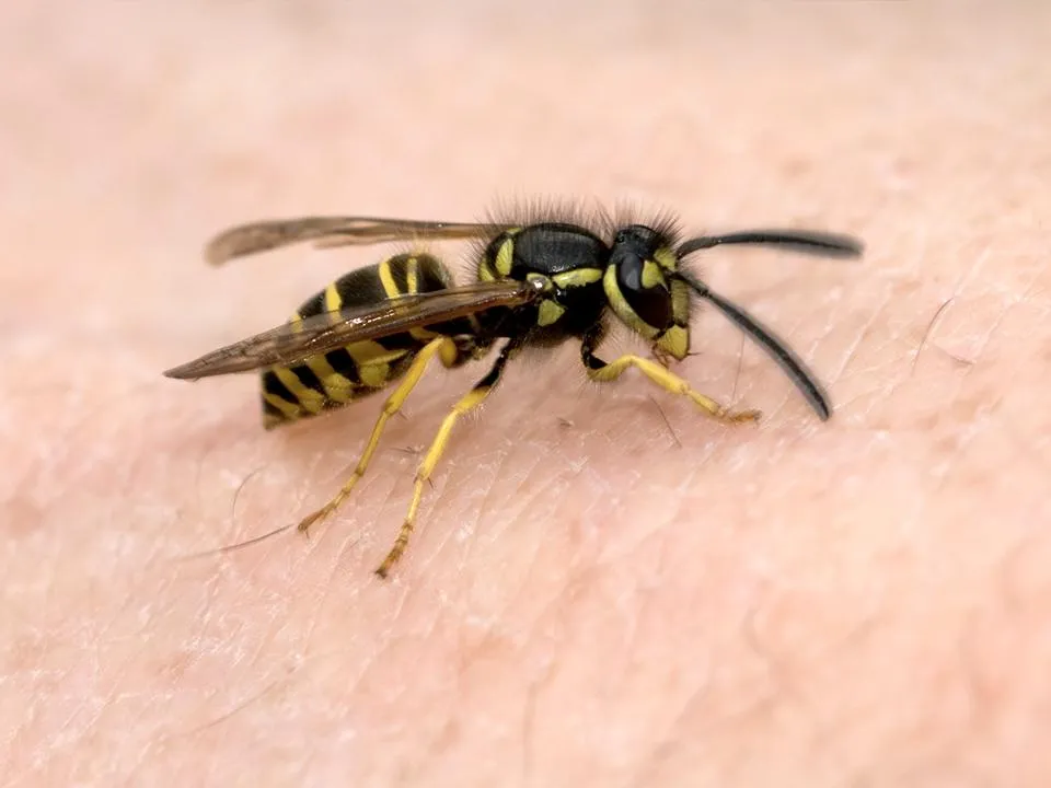 «Зимние» осы агрессивно кусают россиян: чем опасна аномальная активность, и как спастись от тяжелейших последствий
