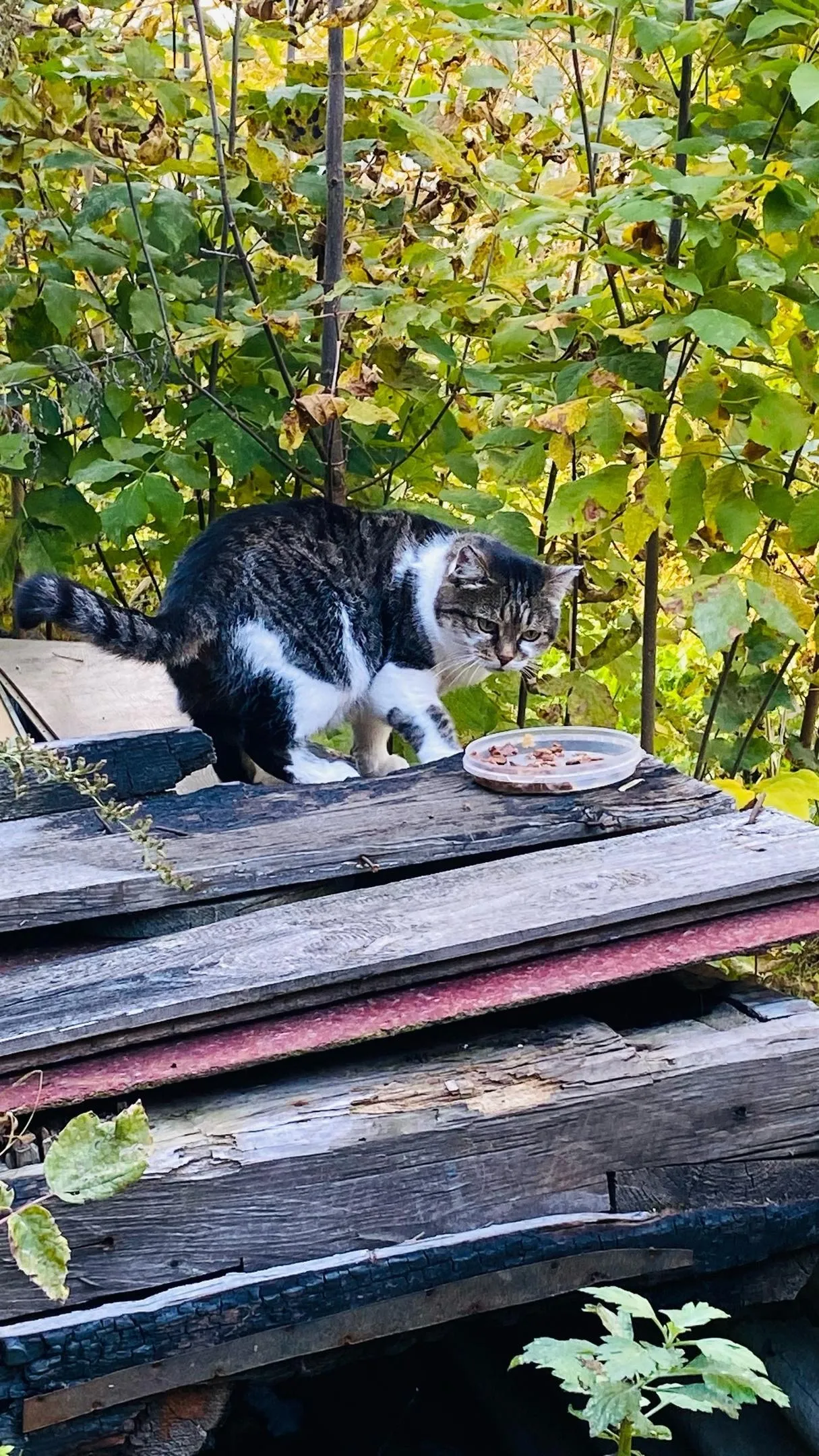 Фото: Мария С. / ВКонтакте