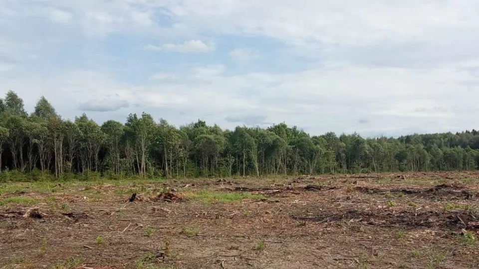 Фото: Комитет лесного хозяйства Московской области