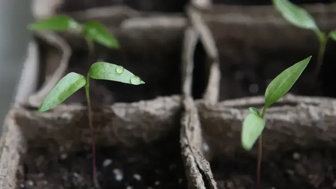 медиасток.рф