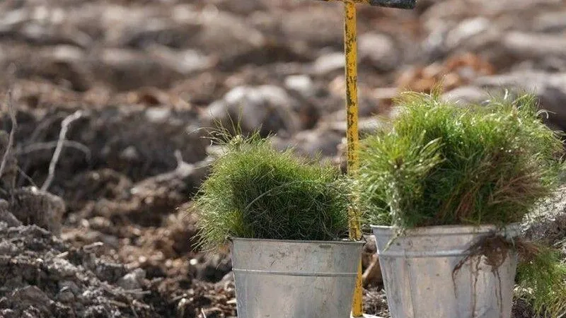 Лесничество «Русский лес» стало лидером компенсационного лесовосстановления в Московской области