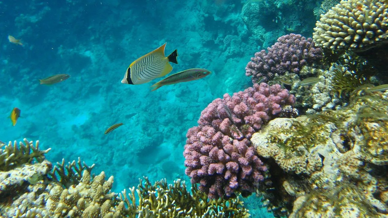 сommons.wikimedia/Mmelouk