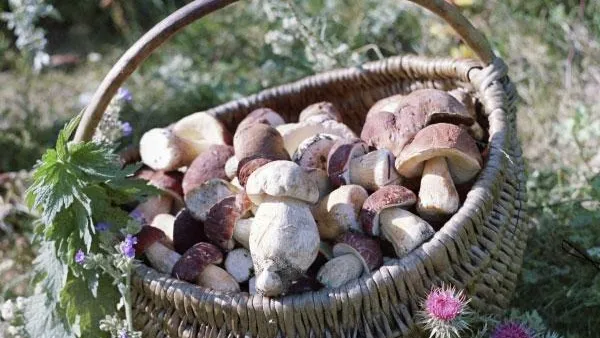 Ученые: употребление белых грибов продлевает жизнь