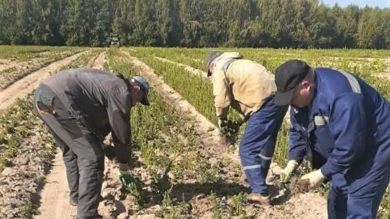 Комитет лесного хозяйства МО