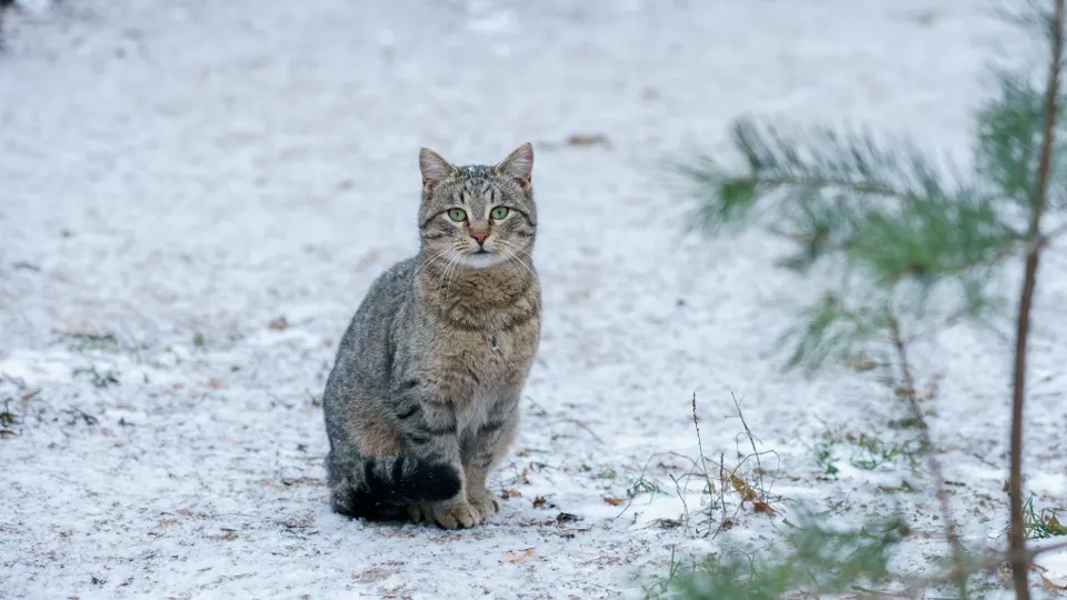 Фото: медиасток.рф