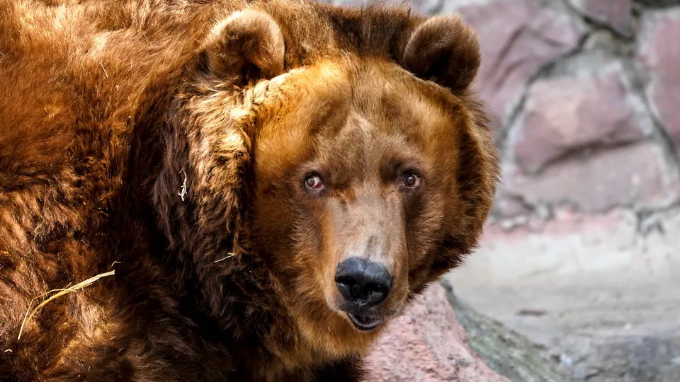 Фото: медиасток.рф