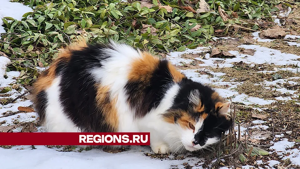 Фото: МедиаБанк Подмосковья/Роман Савельев