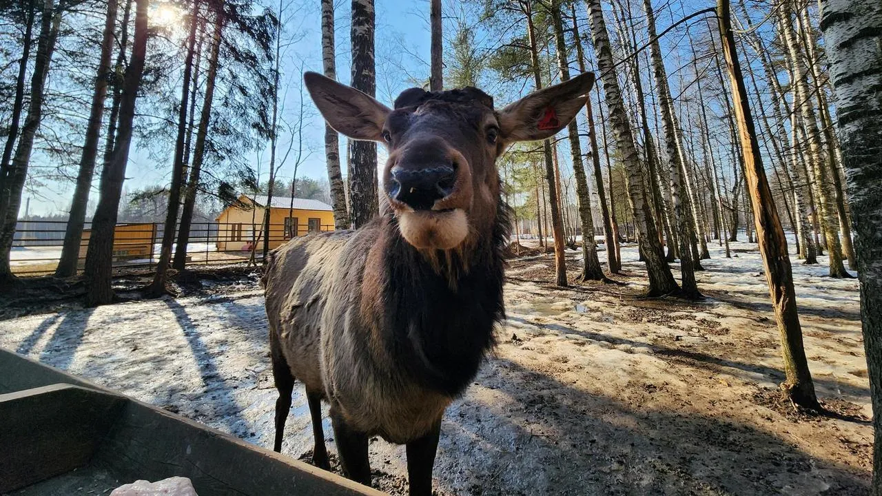 МедиаБанк Подмосковья/Валерия Исаева