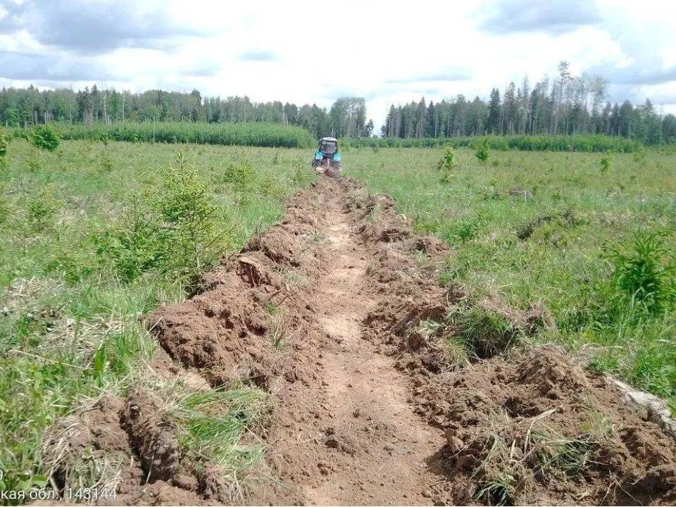 Фото: Комитет лесного хозяйства Московской области