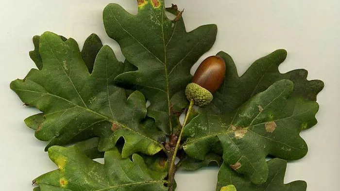 FoeNyx / Wikimedia.org