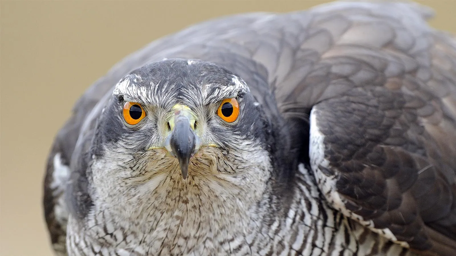 Ястреб-тетеревятник. Malcolm Schuyl/FLPA