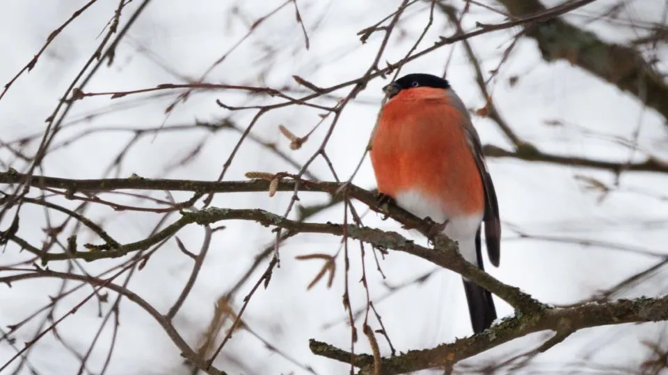 Фото: Музей-заповедник А.П. Чехова «Мелихово»