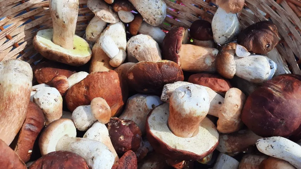 Фото: МедиаБанк Подмосковья/Михаил Мартыненко