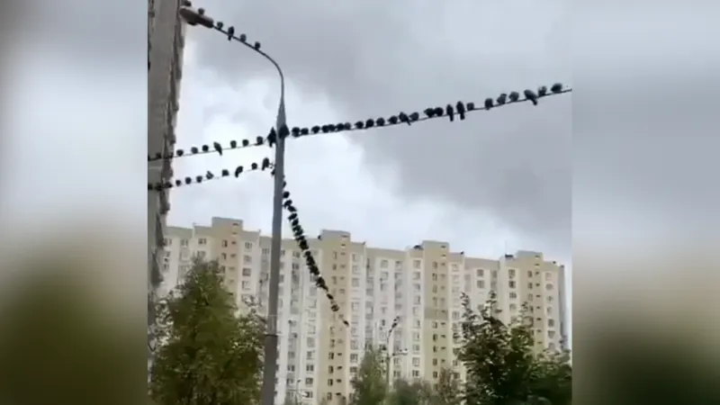 Гигантский птичий флешмоб засняли в Одинцово
