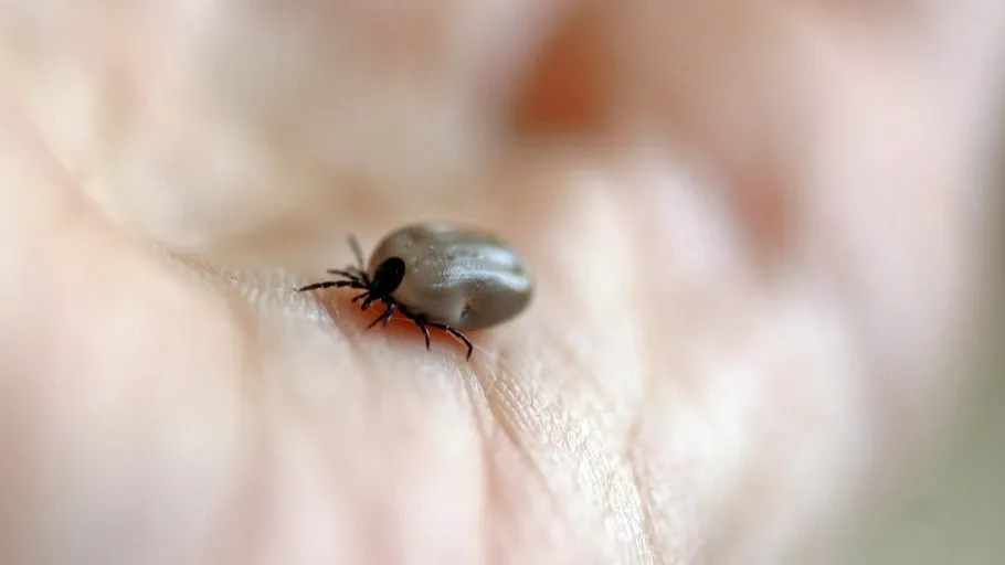 Фото: pxhere.com