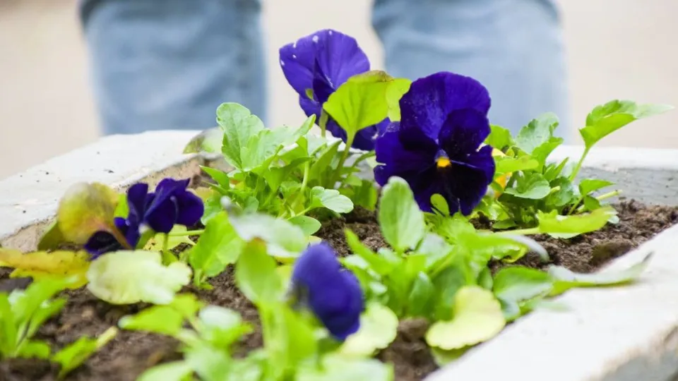 Фото: пресс-служба администрации г. о. Подольск