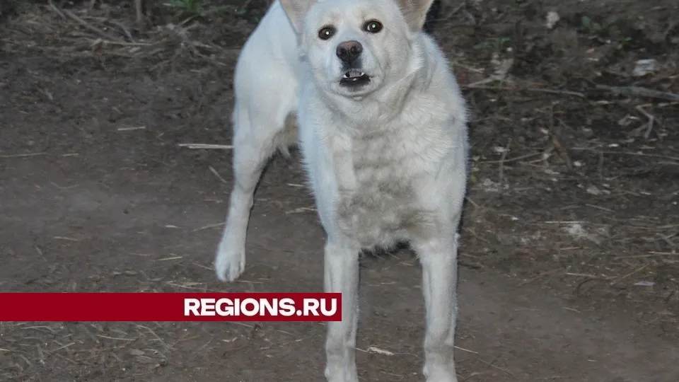 Фото: REGIONS/Александр Дрожжин