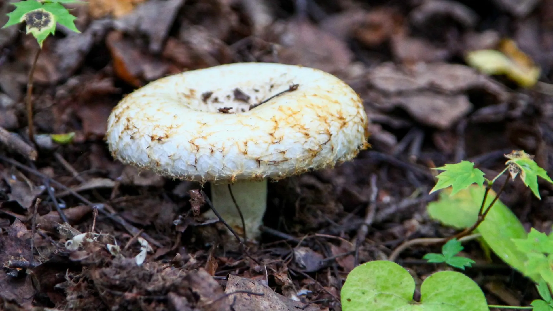 Oksana Korol/Business Online