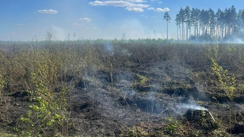 Семь часов понадобилось спасателям на ликвидацию лесного пожара в Балашихе