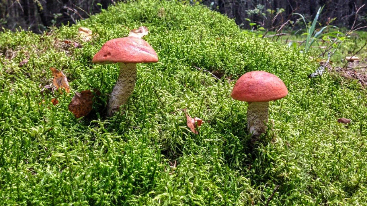 REGIONS/Роман Малышенко