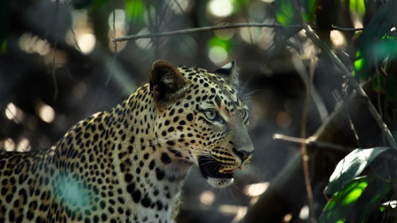 Пятнистый охотник на студентов: юноша пошел за молоком и голыми руками одолел хищника-людоеда