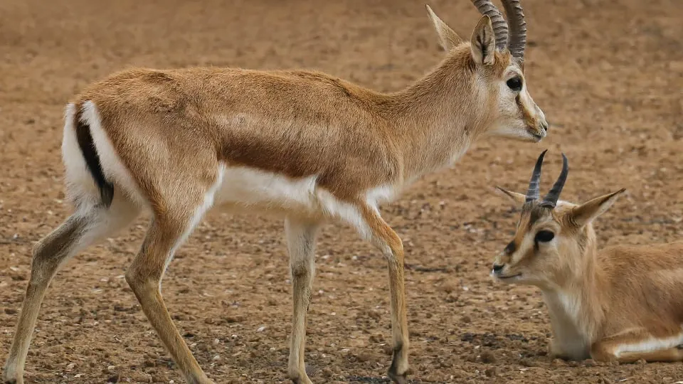 Фото: istockphoto.com/Selim Kaya
