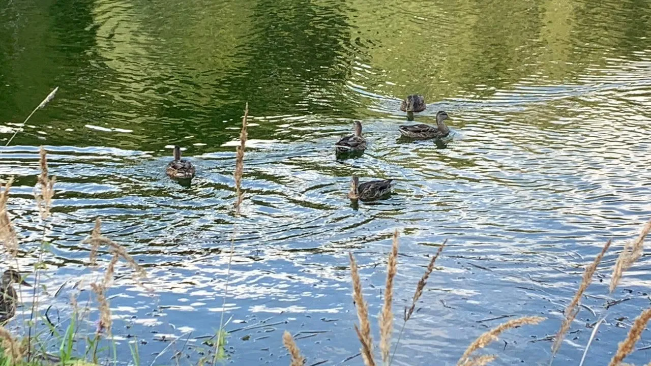 Фото: МедиаБанк Подмосковья/Екатерина Елисеева