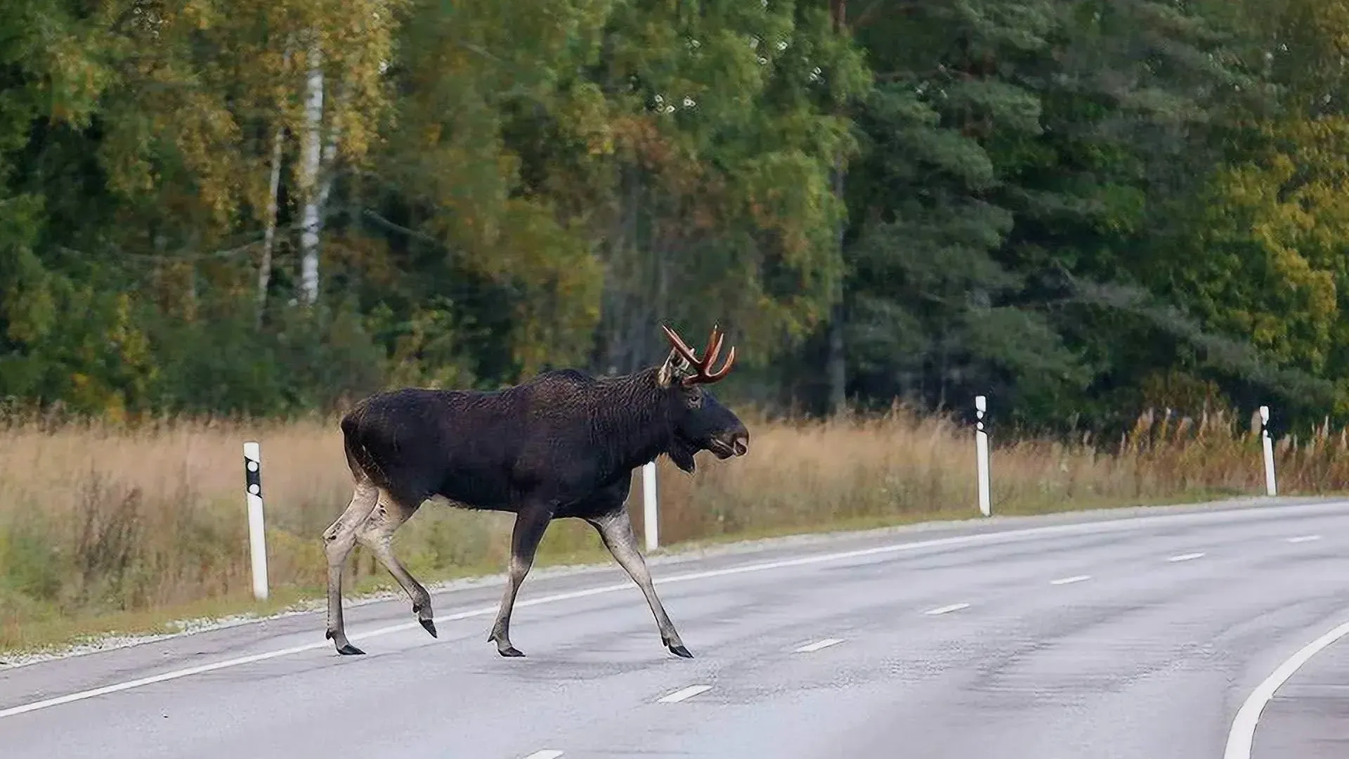 Фото webpulse.imgsmail.ru.