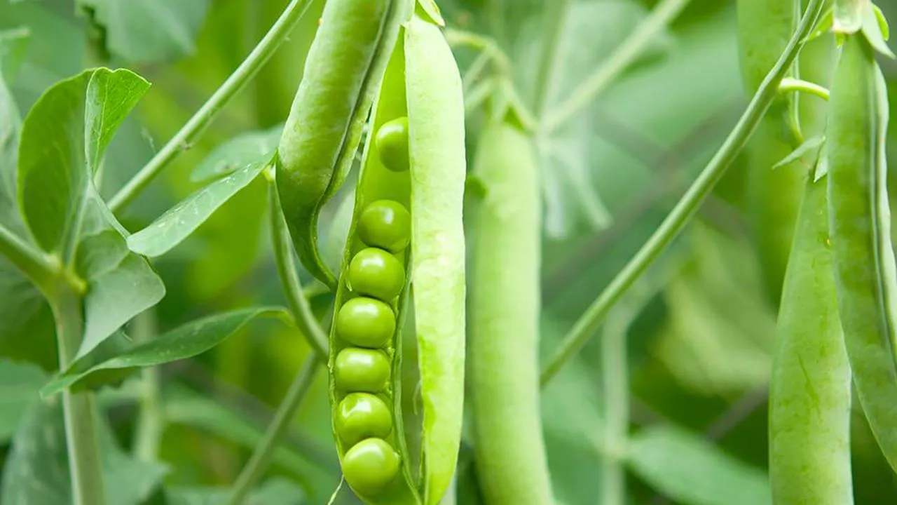 istockphoto.com
