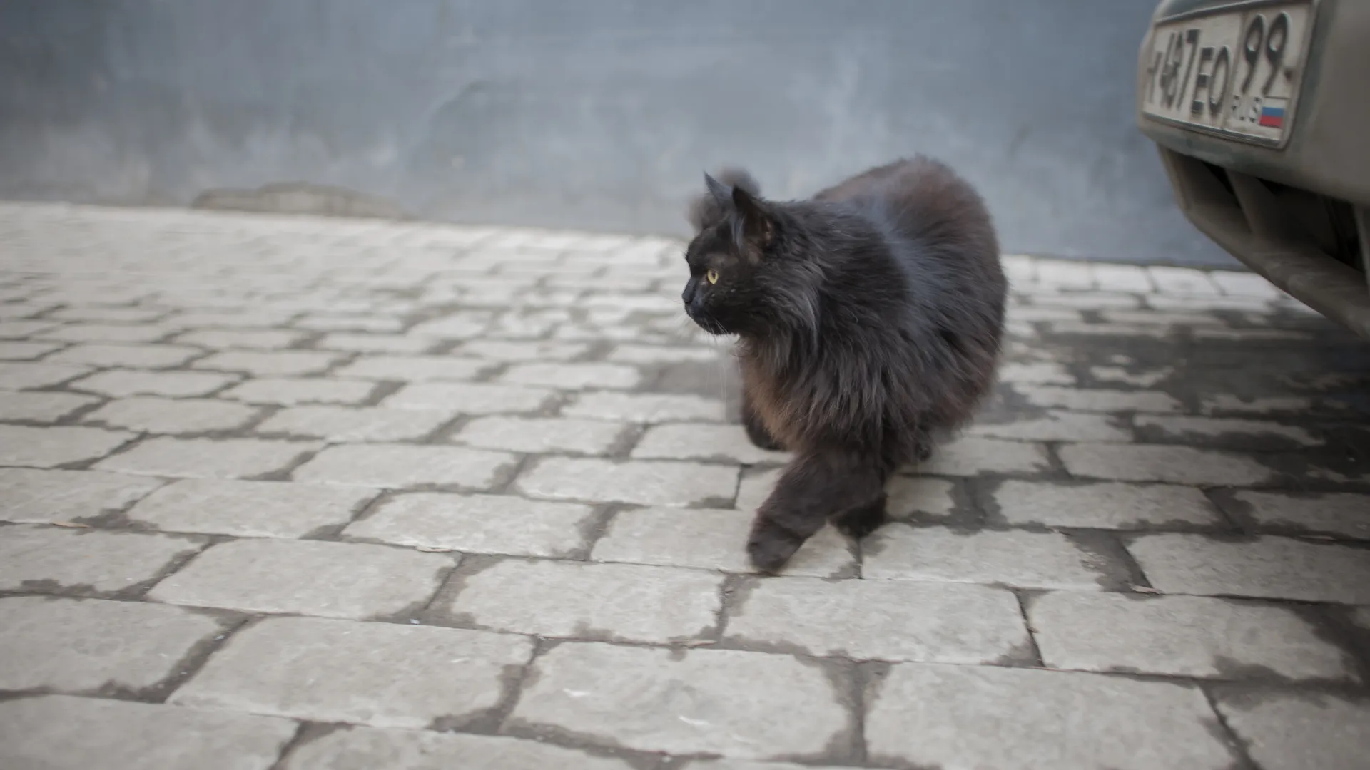 медиасток.рф