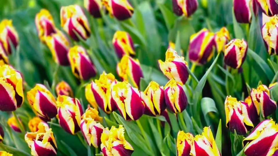 REGIONS/Елена Никольская